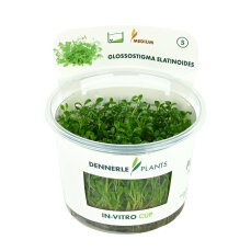 Glossostigma elatinoides - Australisches Zungenblatt InVitro
