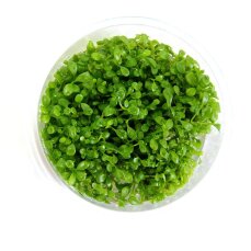 Glossostigma elatinoides - Australisches Zungenblatt InVitro