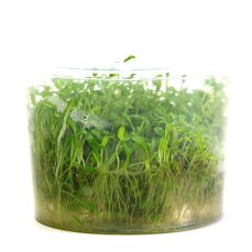 Glossostigma elatinoides - Australisches Zungenblatt InVitro