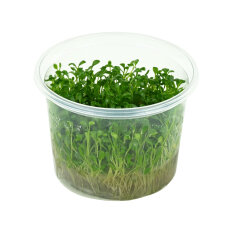 Glossostigma elatinoides - Australisches Zungenblatt InVitro