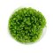 Glossostigma elatinoides - Australisches Zungenblatt InVitro