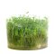 Glossostigma elatinoides - Australisches Zungenblatt InVitro