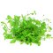 Glossostigma elatinoides - Australisches Zungenblatt InVitro