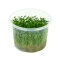 Glossostigma elatinoides - Australisches Zungenblatt InVitro