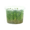 Glossostigma elatinoides - Australisches Zungenblatt InVitro