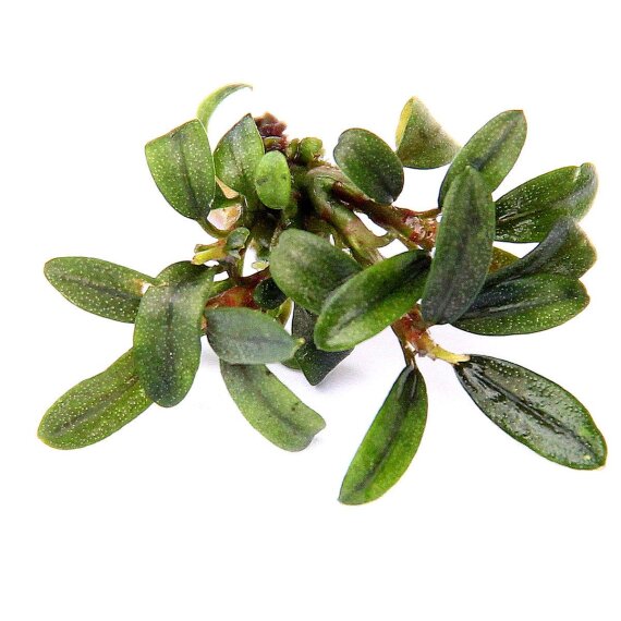 Bucephalandra spec. Needle Leaf InVitro