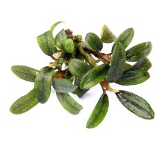 Bucephalandra spec. Needle Leaf InVitro