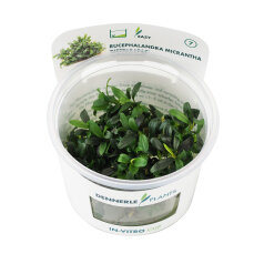 Bucephalandra spec. Needle Leaf InVitro
