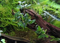 Bucephalandra spec. Needle Leaf InVitro