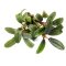 Bucephalandra spec. Needle Leaf InVitro