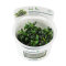 Bucephalandra spec. Needle Leaf InVitro