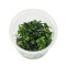 Bucephalandra spec. Needle Leaf InVitro