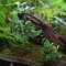 Bucephalandra spec. Needle Leaf InVitro