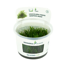 Vesicularia ferriei "Weeping-Moos" - InVitro...