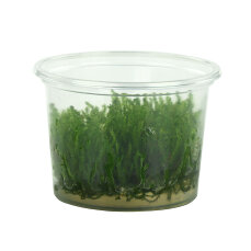 Vesicularia ferriei "Weeping-Moos" - InVitro Laborpflanze
