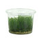 Vesicularia ferriei "Weeping-Moos" - InVitro Laborpflanze
