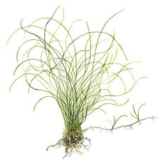 Eleocharis acicularis (parvula) von Tropica
