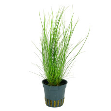 Eleocharis acicularis (parvula) von Tropica