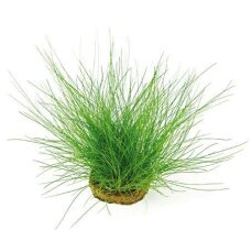Eleocharis acicularis (parvula) von Tropica
