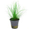 Eleocharis acicularis (parvula) von Tropica
