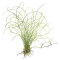Eleocharis acicularis (parvula) von Tropica