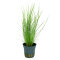 Eleocharis acicularis (parvula) von Tropica