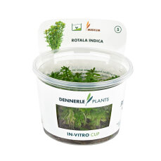 Indische Rotala - Rotala indica InVitro Laborpflanze