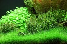 Indische Rotala - Rotala indica InVitro Laborpflanze