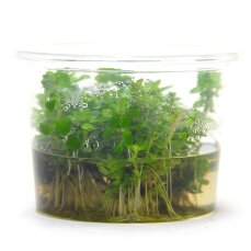Indische Rotala - Rotala indica InVitro Laborpflanze