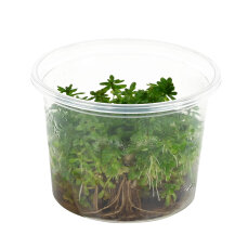 Indische Rotala - Rotala indica InVitro Laborpflanze