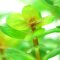 Indische Rotala - Rotala indica InVitro Laborpflanze
