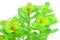 Indische Rotala - Rotala indica InVitro Laborpflanze