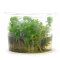 Indische Rotala - Rotala indica InVitro Laborpflanze