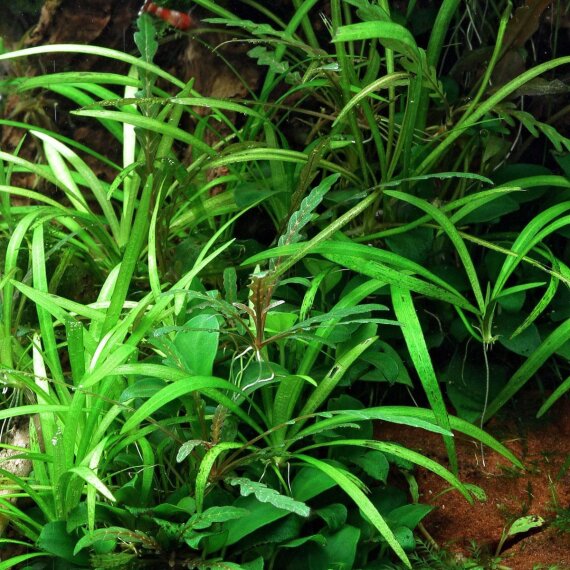 Grasartige Zwergschwertpflanze - Broad Leaf InVitro Laborpflanze