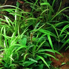 Grasartige Zwergschwertpflanze - Broad Leaf InVitro...