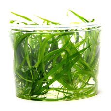 Grasartige Zwergschwertpflanze - Broad Leaf InVitro...
