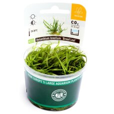 Grasartige Zwergschwertpflanze - Broad Leaf InVitro Laborpflanze