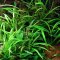 Grasartige Zwergschwertpflanze - Broad Leaf InVitro Laborpflanze