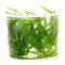 Grasartige Zwergschwertpflanze - Broad Leaf InVitro Laborpflanze