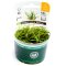 Grasartige Zwergschwertpflanze - Broad Leaf InVitro Laborpflanze
