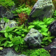 Kriechende Staurogyne - Staurogyne repens InVitro...