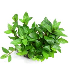 Kriechende Staurogyne - Staurogyne repens InVitro Laborpflanze