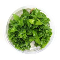 Kriechende Staurogyne - Staurogyne repens InVitro Laborpflanze
