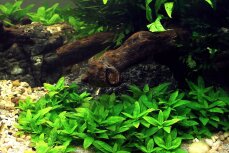 Kriechende Staurogyne - Staurogyne repens InVitro Laborpflanze