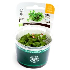 Kriechende Staurogyne - Staurogyne repens InVitro Laborpflanze