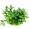 Kriechende Staurogyne - Staurogyne repens InVitro Laborpflanze
