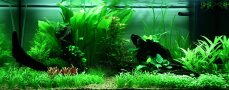 Aquarienlayout 89 von Tropica für ein Juwel Rio180