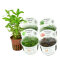 Aquarium Pflanzenset für 25-30 Liter - Layout 93 von Tropica