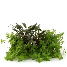 Aquarienpflanzenset Bacopa mit Cryptocoryne beckettii
