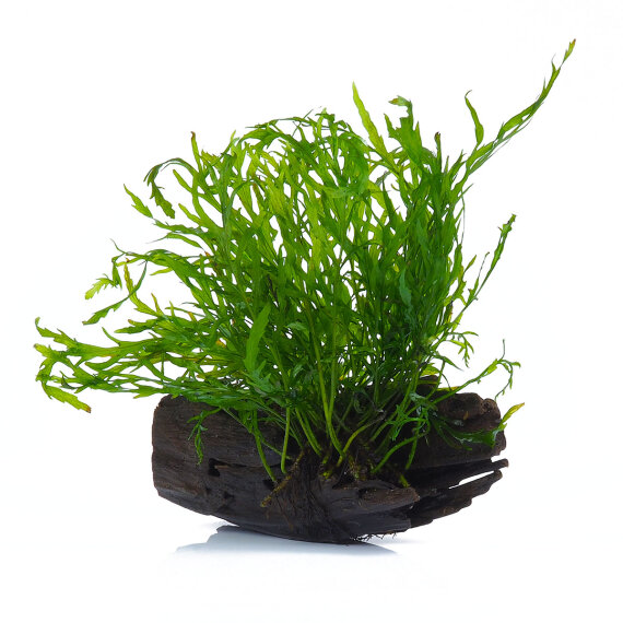 Bolbitis heudelotii auf Wurzel - Small, Aquarienpflanze auf Wurzel